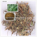 High Quality Akebia Caulis Extract